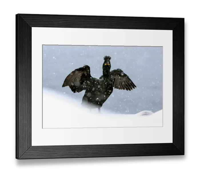 Framed Print : RF - Shag (Phalacrocorax aristotelis) posing with wings spread during heavy snowfall, Hornoya, Varanger, Finnmark, Norway. March Framed Print : RF - Shag (Phalacrocorax aristotelis) posing with wings spread during heavy snowfall, Hornoya, Varanger, Finnmark, Norway. March