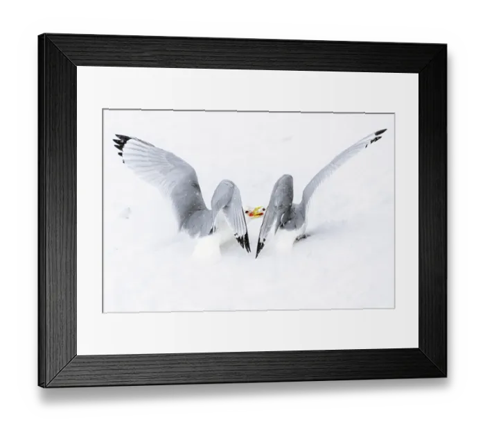 Framed Print : Two Kittiwakes (Rissa tridactylus) fighting for nesting space and dominance in the snow, Hornoya, Varanger, Finnmark, Norway. March Framed Print : Two Kittiwakes (Rissa tridactylus) fighting for nesting space and dominance in the snow, Hornoya, Varanger, Finnmark, Norway. March