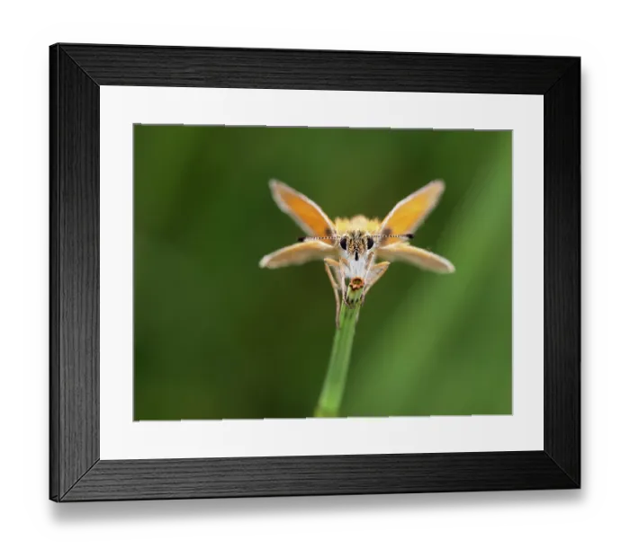 Framed Print : Essex skipper (Thymelicus lineola) butterfly resting on plant stem, portrait, Upper Bavaria, Germany. July Framed Print : Essex skipper (Thymelicus lineola) butterfly resting on plant stem, portrait, Upper Bavaria, Germany. July