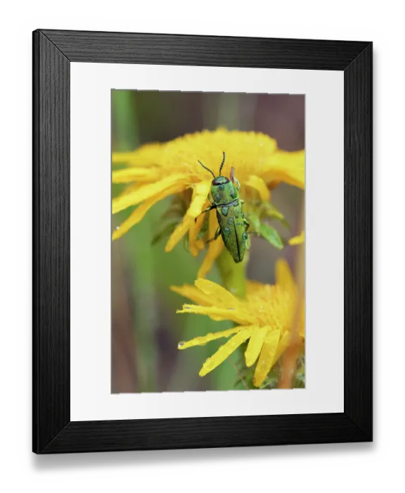 Framed Print : Metallic wood boring beetle (Anthaxia hungarica) male, resting on yellow flower, France