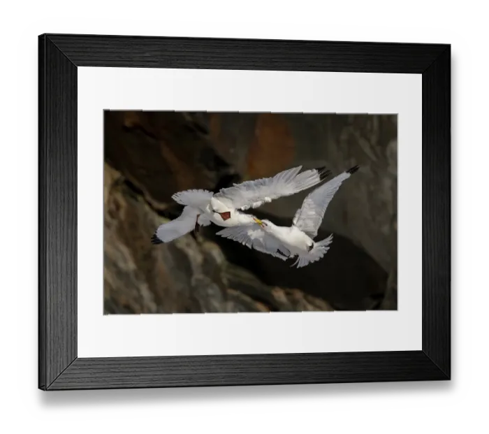 Framed Print : RF - Two Kittiwakes (Rissa tridactylus) in flight, fighting for nesting space and dominance, Hornoya, Varanger, Finnmark, Norway. March Framed Print : RF - Two Kittiwakes (Rissa tridactylus) in flight, fighting for nesting space and dominance, Hornoya, Varanger, Finnmark, Norway. March