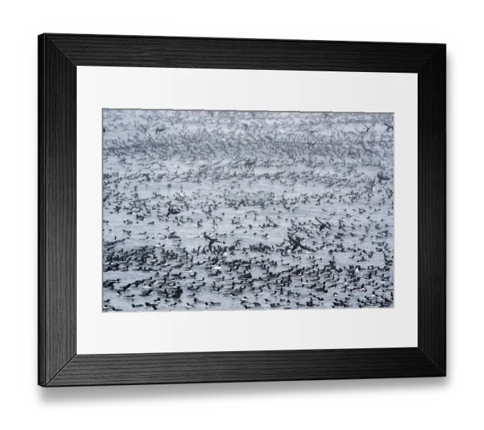 Framed Print : RF - Common guillemots (Uria aalge) flock in large masses on the sea waiting and preparing for a mass landing, Hornoya, Varanger, Finnmark, Norway. March Framed Print : RF - Common guillemots (Uria aalge) flock in large masses on the sea waiting and preparing for a mass landing, Hornoya, Varanger, Finnmark, Norway. March