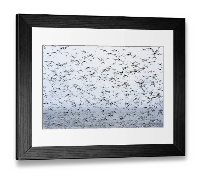 Framed Print : RF - Common guillemots (Uria aalge) flock flying around the island preparing for a mass landing, Hornoya, Varanger, Finnmark, Norway. March Framed Print : RF - Common guillemots (Uria aalge) flock flying around the island preparing for a mass landing, Hornoya, Varanger, Finnmark, Norway. March