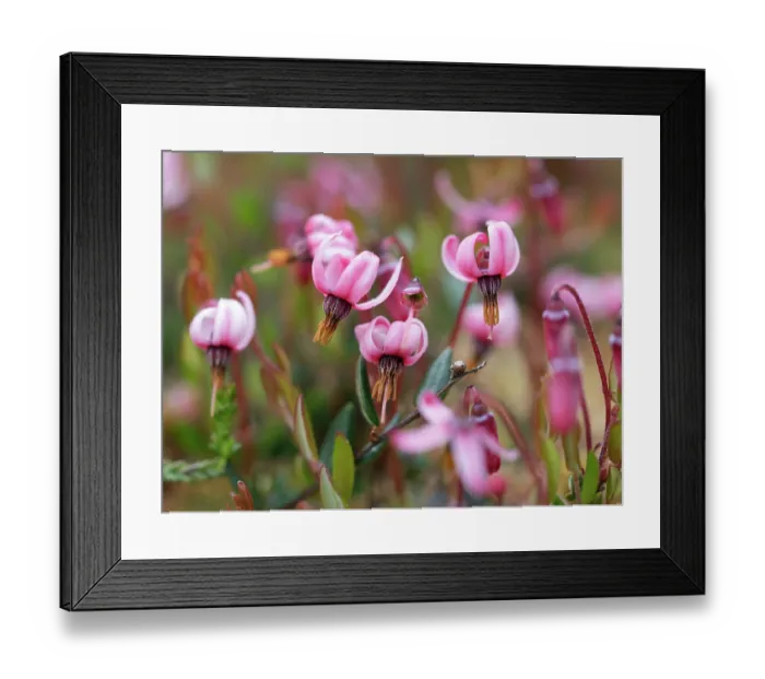 Framed Print : Marshberry (Vaccinium oxycoccus) in flower, Upper Bavaria, Germany. June Framed Print : Marshberry (Vaccinium oxycoccus) in flower, Upper Bavaria, Germany. June
