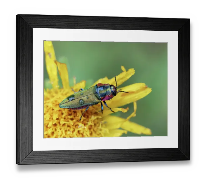 Framed Print : RF - Metallic wood boring beetle (Anthaxia hungarica) female, resting on yellow flower, France. (This image may be licensed either as rights managed or royalty free.) Framed Print : RF - Metallic wood boring beetle (Anthaxia hungarica) female, resting on yellow flower, France. (This image may be licensed either as rights managed or royalty free.)