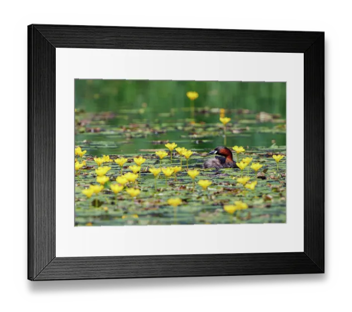 Framed Print : Little grebe (Tachybaptus ruficollis) on pond covered with Yellow floating heart (Nymphoides peltata) flowers, Upper Bavaria, Germany. July Framed Print : Little grebe (Tachybaptus ruficollis) on pond covered with Yellow floating heart (Nymphoides peltata) flowers, Upper Bavaria, Germany. July
