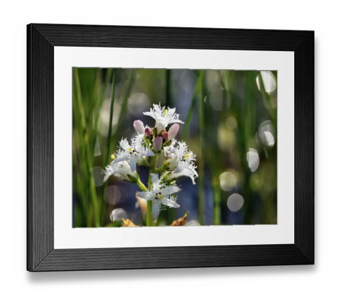 Framed Print : RF - Common bogbean (Menyanthes trifoliata) in flower, Upper Bavaria, Germany. May. (This image may be licensed either as rights managed or royalty free.)