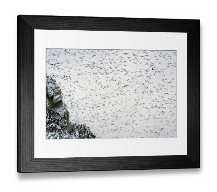 Framed Print : RF - Common guillemots (Uria aalge) flock, mass landing on the island for the first time after months on the sea during winter Framed Print : RF - Common guillemots (Uria aalge) flock, mass landing on the island for the first time after months on the sea during winter