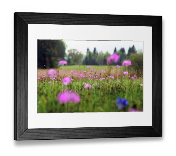 Framed Print : Flowering meadow with Bird's-eye primroses (Primula farinosa), Upper Bavaria, Germany. May Framed Print : Flowering meadow with Bird's-eye primroses (Primula farinosa), Upper Bavaria, Germany. May