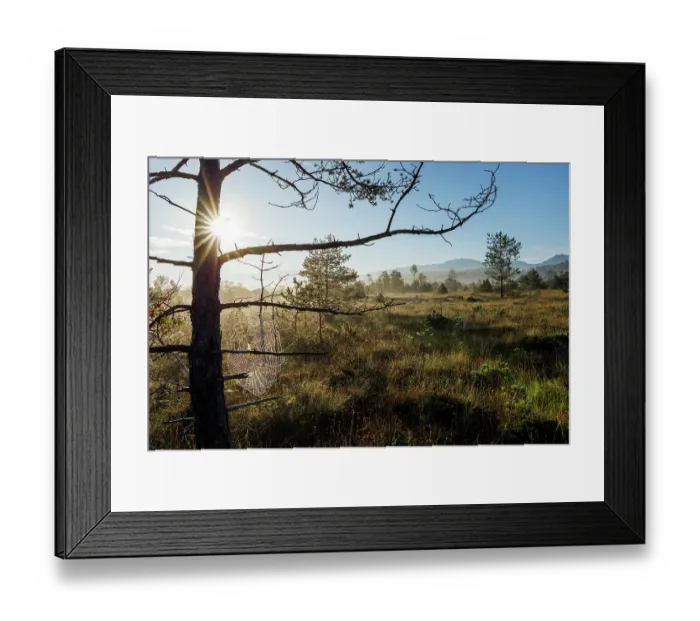 Framed Print : Moorland in autumn sunlight, Upper Bavaria, Germany. September, 2023 Framed Print : Moorland in autumn sunlight, Upper Bavaria, Germany. September, 2023