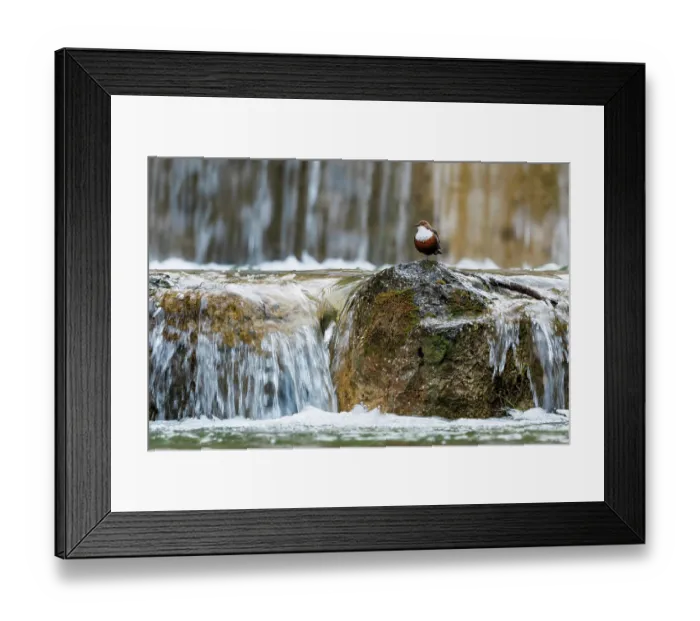 Framed Print : Dipper (Cinclus cinclus) male, perched on rock in river, singing, Upper Bavaria, Germany. April Framed Print : Dipper (Cinclus cinclus) male, perched on rock in river, singing, Upper Bavaria, Germany. April