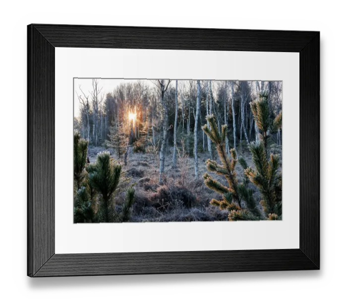Framed Print : Sunrise over frosty moorland with birches and pine trees, Upper Bavaria, Germany. April, 2023 Framed Print : Sunrise over frosty moorland with birches and pine trees, Upper Bavaria, Germany. April, 2023