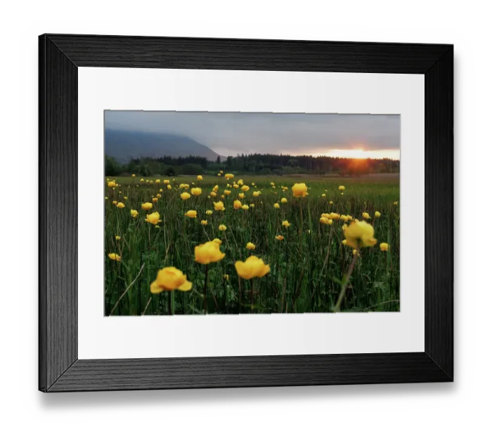 Framed Print : Globe flowers (Trollius europaeus) in flower in meadow at dusk, Upper Bavaria, Germany. May Framed Print : Globe flowers (Trollius europaeus) in flower in meadow at dusk, Upper Bavaria, Germany. May