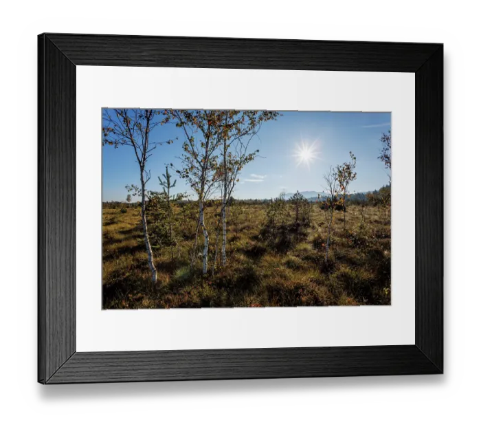 Framed Print : Moorland with Birch Trees (Betula pubescens) in morning sun, Upper Bavaria, Germany. September Framed Print : Moorland with Birch Trees (Betula pubescens) in morning sun, Upper Bavaria, Germany. September
