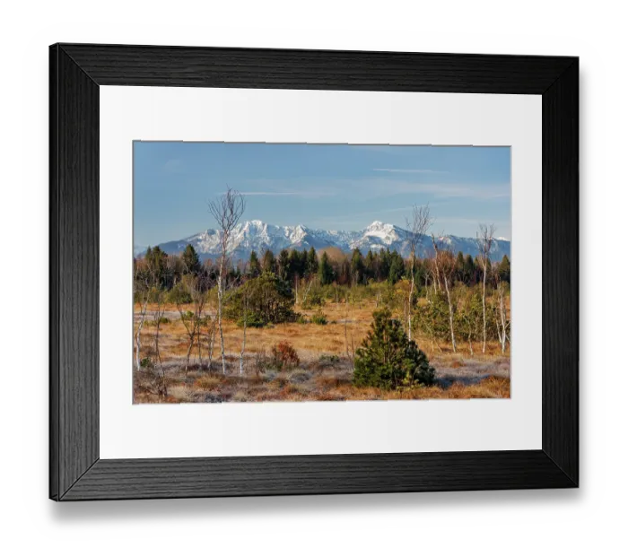 Framed Print : Moorland with pine trees and birches and Herzogstand and Heimgarten mountains in background, Upper Bavaria, Germany. April, 2023 Framed Print : Moorland with pine trees and birches and Herzogstand and Heimgarten mountains in background, Upper Bavaria, Germany. April, 2023