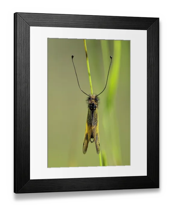 Framed Print : Owly sulphur (Libelloides coccajus) resting on plant stem, France. July Framed Print : Owly sulphur (Libelloides coccajus) resting on plant stem, France. July