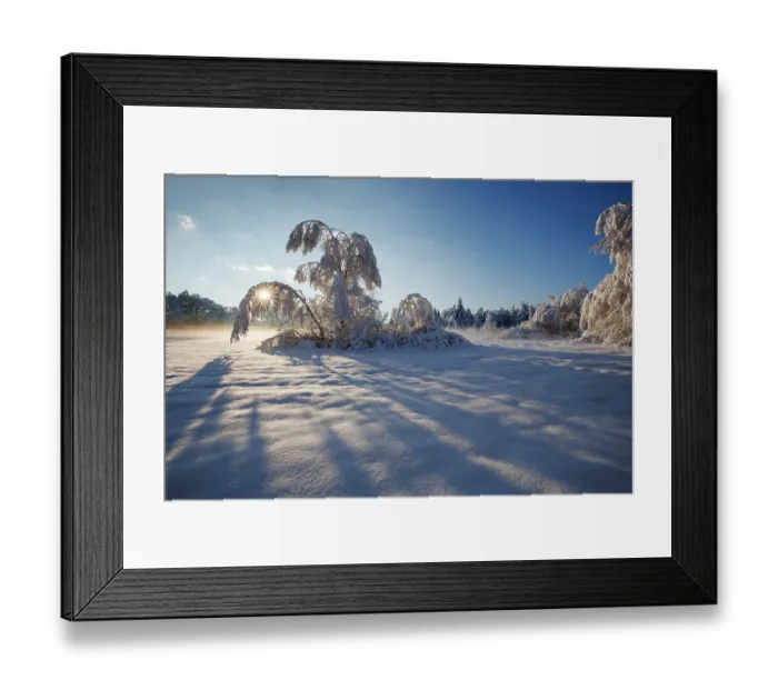 Framed Print : Trees covered in snow in morning sunshine, Upper Bavaria, Germany. December, 2023 Framed Print : Trees covered in snow in morning sunshine, Upper Bavaria, Germany. December, 2023