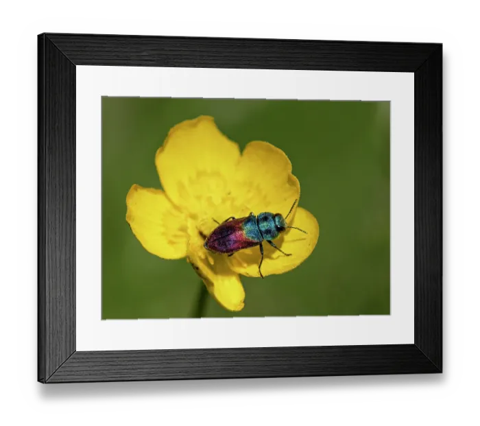 Framed Print : Jewel beetle (Anthaxia salicis) resting on Buttercup (Ranunculus sp.) flower, Upper Bavaria, Germany Framed Print : Jewel beetle (Anthaxia salicis) resting on Buttercup (Ranunculus sp.) flower, Upper Bavaria, Germany