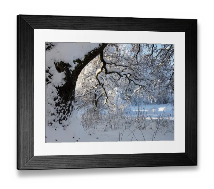 Framed Print : Oak tree (Quercus robur) covered in snow in winter, Bavaria, Germany. December Framed Print : Oak tree (Quercus robur) covered in snow in winter, Bavaria, Germany. December
