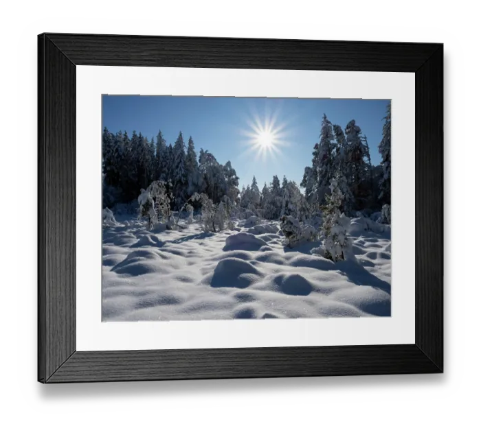 Framed Print : RF - Winter scene with trees in snow on moorland with bright sunshine, Upper Bavaria, Germany. December, 2023 Framed Print : RF - Winter scene with trees in snow on moorland with bright sunshine, Upper Bavaria, Germany. December, 2023