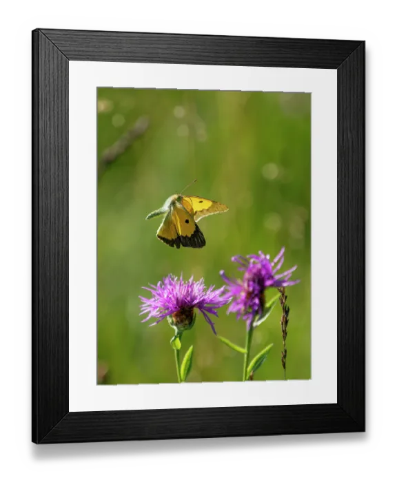 Framed Print : Clouded yellow butterfly (Colias crocea) male, in flight over purple flowers, Upper Bavaria, Germany. July Framed Print : Clouded yellow butterfly (Colias crocea) male, in flight over purple flowers, Upper Bavaria, Germany. July