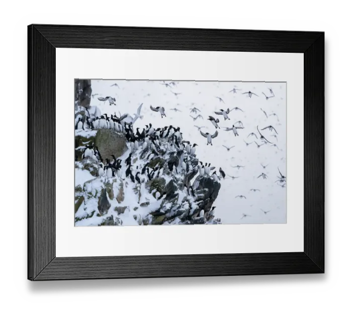 Framed Print : Common guillemots (Uria aalge) flock mass landing on land for the first time after months on the sea during winter Framed Print : Common guillemots (Uria aalge) flock mass landing on land for the first time after months on the sea during winter