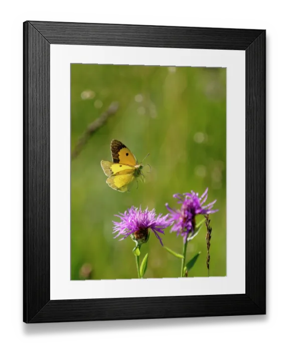 Framed Print : Clouded yellow butterfly (Colias crocea) male, in flight over purple flowers, Upper Bavaria, Germany. July Framed Print : Clouded yellow butterfly (Colias crocea) male, in flight over purple flowers, Upper Bavaria, Germany. July