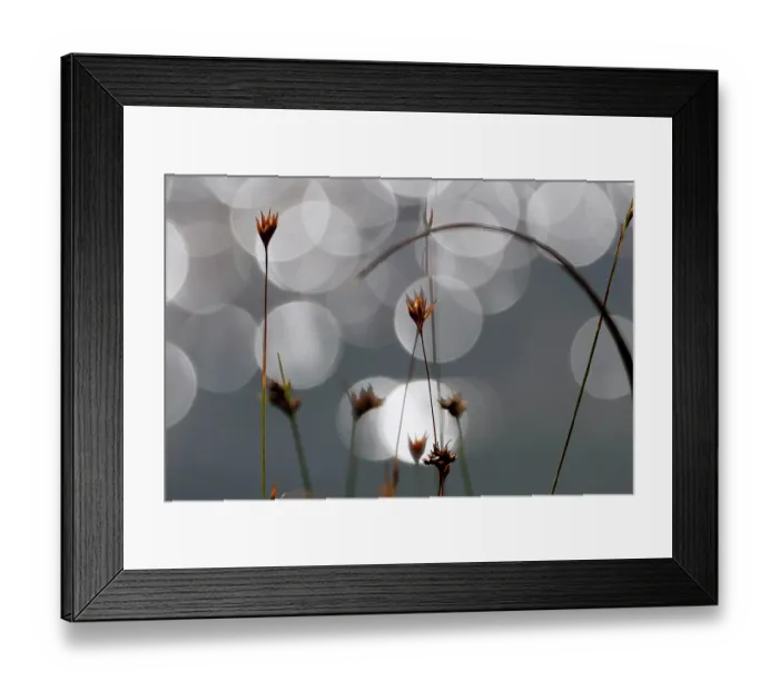 Framed Print : Grasses in moor, backlit and bokeh, Bavaria, Germany