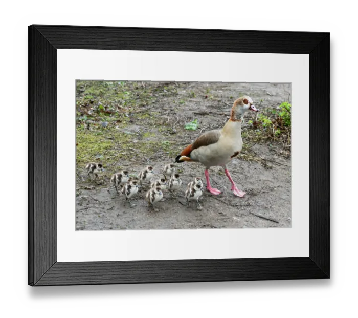 Framed Print : Egyptian goose (Alopochen aegyptiaca) female with goslings, aged 1 day, Eagle Pond, Epping Forest, Essex, UK. February Framed Print : Egyptian goose (Alopochen aegyptiaca) female with goslings, aged 1 day, Eagle Pond, Epping Forest, Essex, UK. February