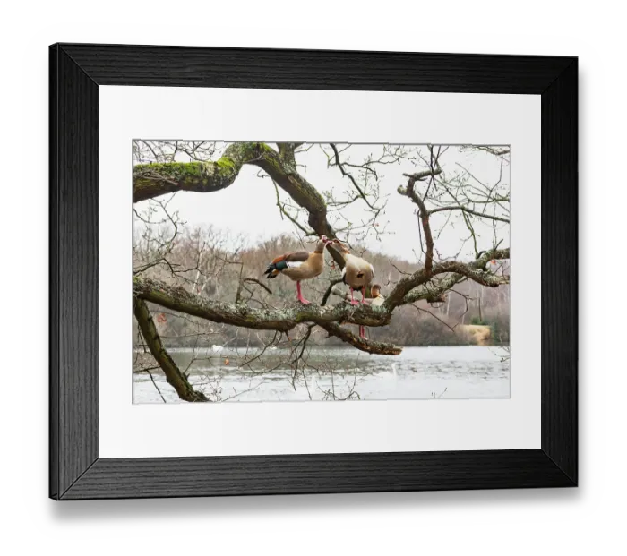 Framed Print : Egyptian geese (Alopochen aegyptiaca) pair, perched in a tree. Hollow Pond, Epping Forest, Essex, UK. January Framed Print : Egyptian geese (Alopochen aegyptiaca) pair, perched in a tree. Hollow Pond, Epping Forest, Essex, UK. January