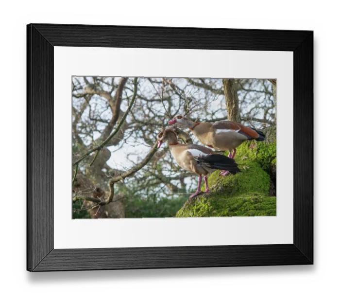 Framed Print : Egyptian geese (Alopochen aegyptiaca) pair, perched in a tree. Hollow Pond, Epping Forest, Essex, UK. January Framed Print : Egyptian geese (Alopochen aegyptiaca) pair, perched in a tree. Hollow Pond, Epping Forest, Essex, UK. January