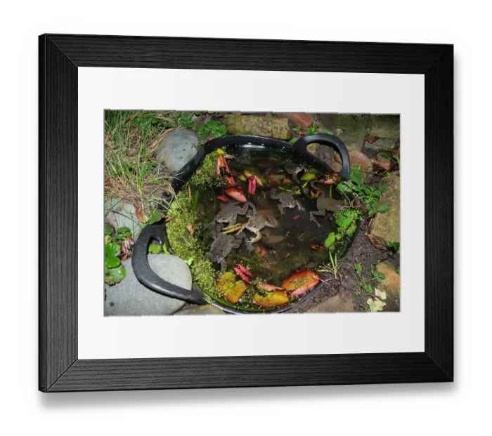 Framed Print : Group of Common frogs (Rana temporaria) with frog spawn in a tub buried next to a pond to provide a safe spawning site, London, UK. February