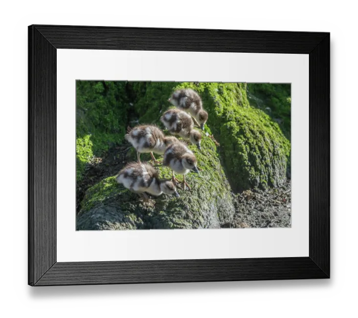Framed Print : Egyptian goose (Alopochen aegyptiaca) goslings, aged 3 days, standing on moss covered tree trunk. Eagle Pond, Epping Forest, Essex, UK. February Framed Print : Egyptian goose (Alopochen aegyptiaca) goslings, aged 3 days, standing on moss covered tree trunk. Eagle Pond, Epping Forest, Essex, UK. February