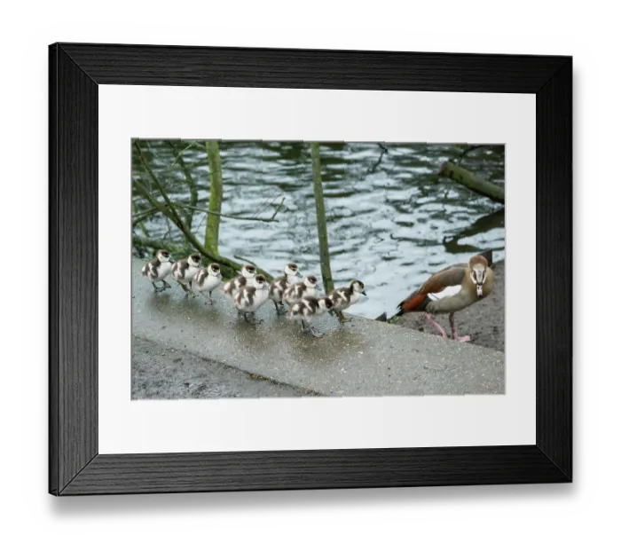 Framed Print : Egyptian goose (Alopochen aegyptiaca) female, with goslings aged 5 days, Eagle Pond, Epping Forest, Essex, UK. February Framed Print : Egyptian goose (Alopochen aegyptiaca) female, with goslings aged 5 days, Eagle Pond, Epping Forest, Essex, UK. February