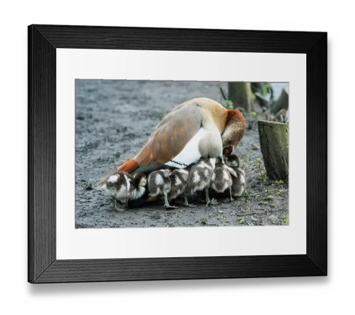Framed Print : Egyptian goose (Alopochen aegyptiaca) female, with goslings, aged 11 days, Eagle Pond, Epping Forest, Essex, UK. February Framed Print : Egyptian goose (Alopochen aegyptiaca) female, with goslings, aged 11 days, Eagle Pond, Epping Forest, Essex, UK. February