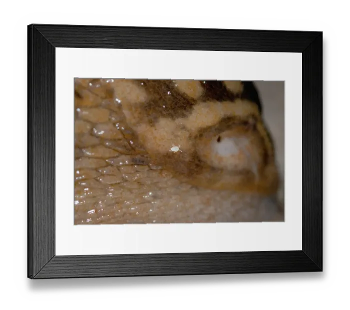 Framed Print : White snail mites (Riccardoella limacum) on Yellow slug (Limax flavus), UK. February Framed Print : White snail mites (Riccardoella limacum) on Yellow slug (Limax flavus), UK. February