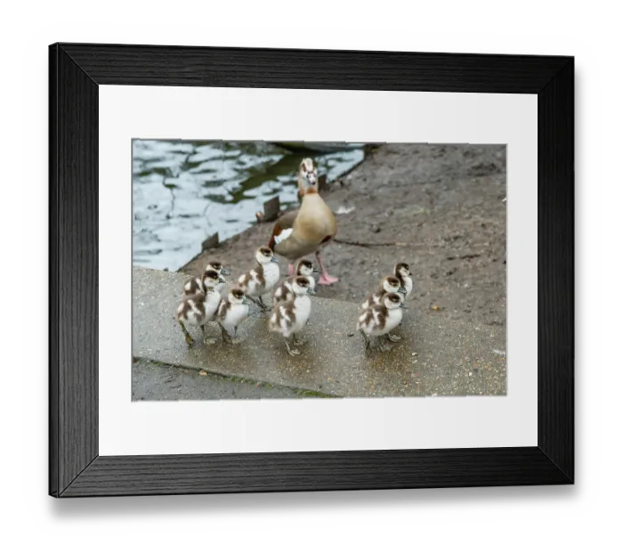 Framed Print : Egyptian goose (Alopochen aegyptiaca) female, goslings, aged 5 days, Eagle Pond, Epping Forest, Essex, UK. February Framed Print : Egyptian goose (Alopochen aegyptiaca) female, goslings, aged 5 days, Eagle Pond, Epping Forest, Essex, UK. February