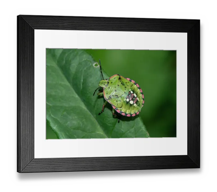 Framed Print : Southern green shieldbug (Nezara viridula) 5th instar nymph, resting on a leaf, London, UK Framed Print : Southern green shieldbug (Nezara viridula) 5th instar nymph, resting on a leaf, London, UK