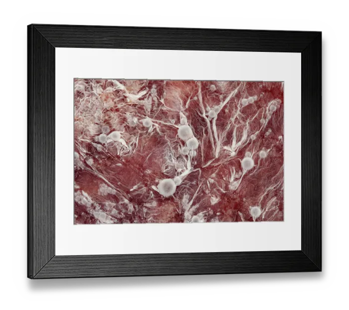 Framed Print : Colonies of mould fungi cultivated from indoor air on plum stew Framed Print : Colonies of mould fungi cultivated from indoor air on plum stew