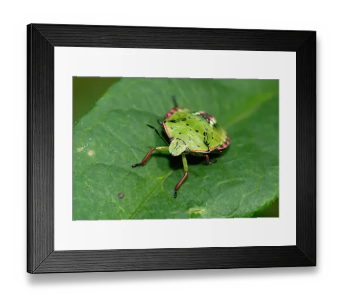 Framed Print : Southern green shieldbug (Nezara viridula) 5th instar nymph, resting on a leaf, London, UK Framed Print : Southern green shieldbug (Nezara viridula) 5th instar nymph, resting on a leaf, London, UK