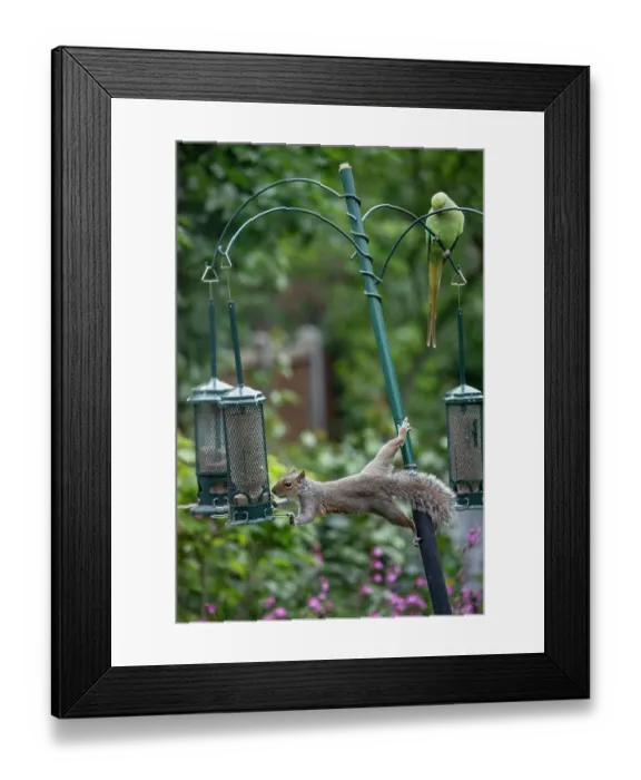Framed Print : Grey squirrel (Sciurus carolinensis) stretching out to steal seeds from a squirrel proof birdfeedeer, London, England, UK. May Framed Print : Grey squirrel (Sciurus carolinensis) stretching out to steal seeds from a squirrel proof birdfeedeer, London, England, UK. May