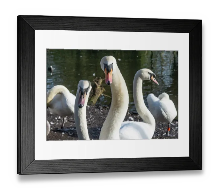Framed Print : RF - Group of Mute swans (Cygnus olor) at water's edge, Eagle Pond, Epping Forest, Essex, UK. February. (This image may be licensed either as rights managed or royalty free.) Framed Print : RF - Group of Mute swans (Cygnus olor) at water's edge, Eagle Pond, Epping Forest, Essex, UK. February. (This image may be licensed either as rights managed or royalty free.)