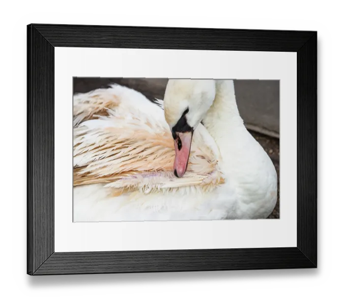 Framed Print : Mute swan (Cygnus olor) with Pink feather flamingo syndrome, preening, Eagle Pond, Epping Forest, Essex, UK. March Framed Print : Mute swan (Cygnus olor) with Pink feather flamingo syndrome, preening, Eagle Pond, Epping Forest, Essex, UK. March