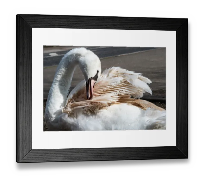 Framed Print : Mute swan (Cygnus olor) with Pink feather flamingo syndrome, preening, Eagle Pond, Epping Forest, Essex, UK. March Framed Print : Mute swan (Cygnus olor) with Pink feather flamingo syndrome, preening, Eagle Pond, Epping Forest, Essex, UK. March