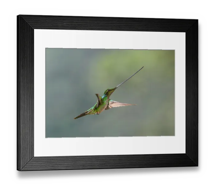 Framed Print : Sword-billed hummingbird (Ensifera ensifera) female, hovering in high elevation forests near Yanacocha, Ecuador. Controlled conditions Framed Print : Sword-billed hummingbird (Ensifera ensifera) female, hovering in high elevation forests near Yanacocha, Ecuador. Controlled conditions