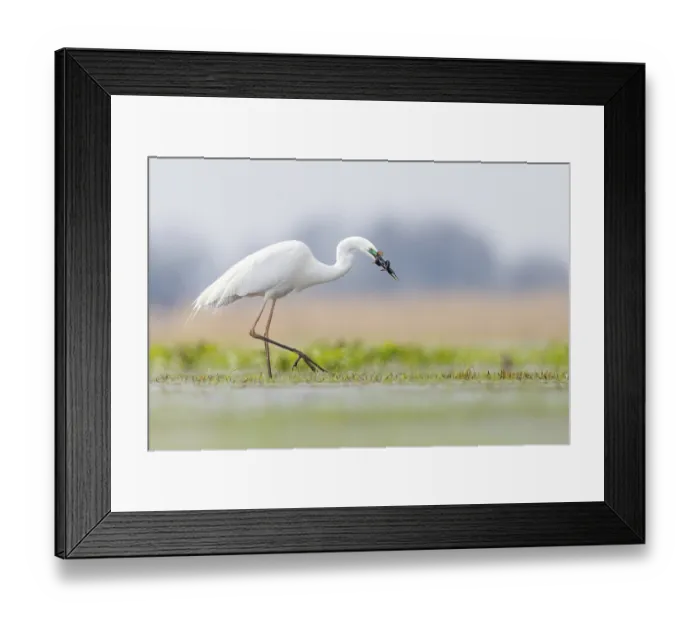 Framed Print : Great egret (Ardea alba) wading through shallow water with fish prey in beak, Biebrza National Park, Poland. April Framed Print : Great egret (Ardea alba) wading through shallow water with fish prey in beak, Biebrza National Park, Poland. April