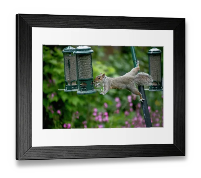 Framed Print : Grey squirrel (Sciurus carolinensis) stretching out to steal seeds from a squirrel proof birdfeedeer, London, England, UK. May Framed Print : Grey squirrel (Sciurus carolinensis) stretching out to steal seeds from a squirrel proof birdfeedeer, London, England, UK. May