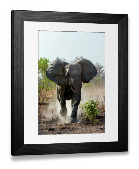 Framed Print : African elephant (Loxodonta africana) running, Pendjari National Park. Benin. Endangered Framed Print : African elephant (Loxodonta africana) running, Pendjari National Park. Benin. Endangered