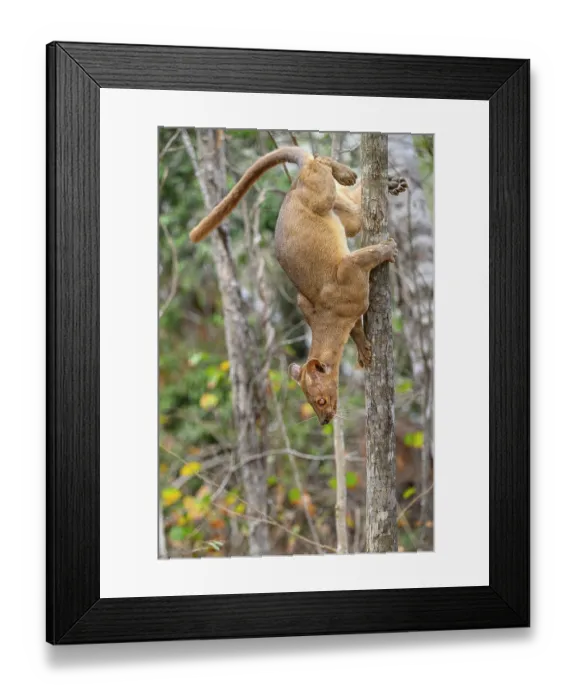 Framed Print : Fosa (Cryptoprocta ferox) female, climbing down tree head first in dry deciduous forests, Kirindy, Menabe, western Madagascar Framed Print : Fosa (Cryptoprocta ferox) female, climbing down tree head first in dry deciduous forests, Kirindy, Menabe, western Madagascar