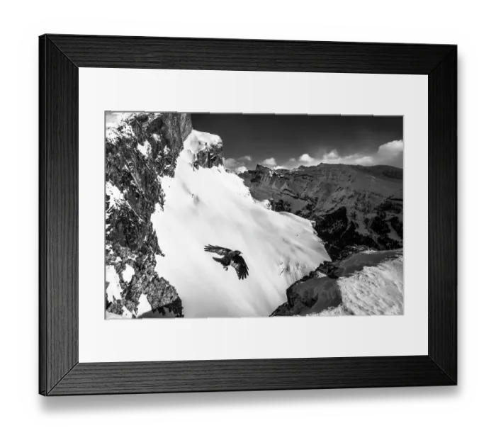 Framed Print : Alpine chough (Pyrrhocorax graculus) in flight high over snow-covered mountains, Alps, Switzerland. January Framed Print : Alpine chough (Pyrrhocorax graculus) in flight high over snow-covered mountains, Alps, Switzerland. January